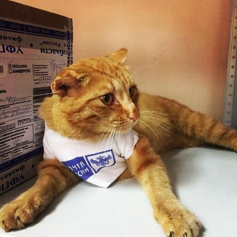 «Зарплаты не надо. Молочка налейте!»